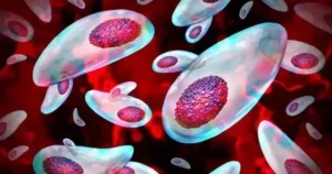 Toxoplasma gondii: Ký sinh trùng gây vô sinh ở nam giới toàn cầu