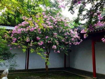 Mùng 1 tháng 6 nhuận năm Ất Tỵ vứt 2 thứ khỏi nhà để xua vận xui, đặt 3 vật này giúp hút lộc 7 5 cây càng trồng càng có lộc, Thần Tài ghé thường xuyên, chặt đi tiền tài tiêu tán