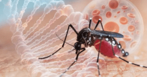 Bệnh Chikungunya ở Việt Nam: Cảnh báo và biện pháp Phòng ngừa hiệu quả