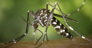 Bộ Y tế cảnh báo về Nguy cơ bệnh Chikungunya xâm nhập Việt Nam