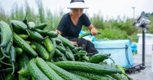 Dưa chuột ngậm thuốc kích thích: 3 Dấu hiệu nhận biết dễ dàng