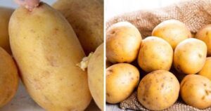 Làm sao để khoai tây không mọc mầm và bảo quản An toàn tại nhà