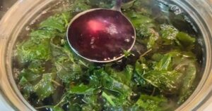 Lá tía tô: Vua thải độc gan , dưỡng phổi và quét sạch mỡ máu xấu