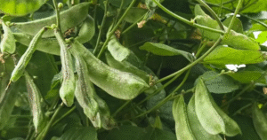 Đậu ván - “ kho báu ” vắt vẻo trên giàn , chỉ 100 . 000 Đồng / kg , được danh y khen ngợi