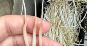 4 Lọai rau ở chợ cần tránh xa vì bị tắm thuốc độc hại cho sức khỏe