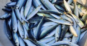 Loại cá bình dân nhiều protein gấp 6 lần sữa, nhiều omega-3 hơn cá hồi: Giảm mỡ máu, bổ tim