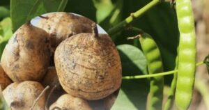 Cảnh báo ngộ độc từ hạt củ đậu: Những dấu hiệu nguy hiểm cần biết