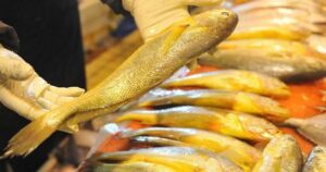 Người sành ăn chọn 5 lọai cá biển bổ dưỡng không thể nuôi nhân tạo
