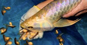 13 Người nhập viện cấp cứu do ăn trứng cá rồng tại thanh hóa