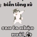 Sau Khi Tình Địch Biến Thành Lông Xù Đã Bị Tôi Nhận Nuôi