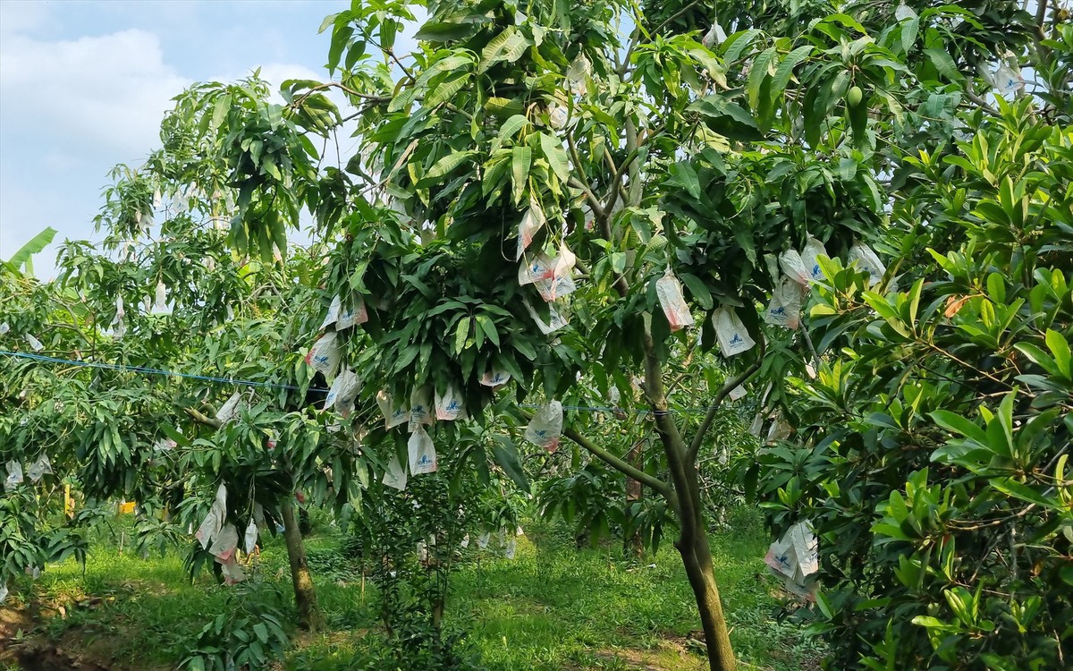 Xòai - lọai quả nhiều đường nhưng giúp ngừa tiểu đường và ung thư tại Việt Nam