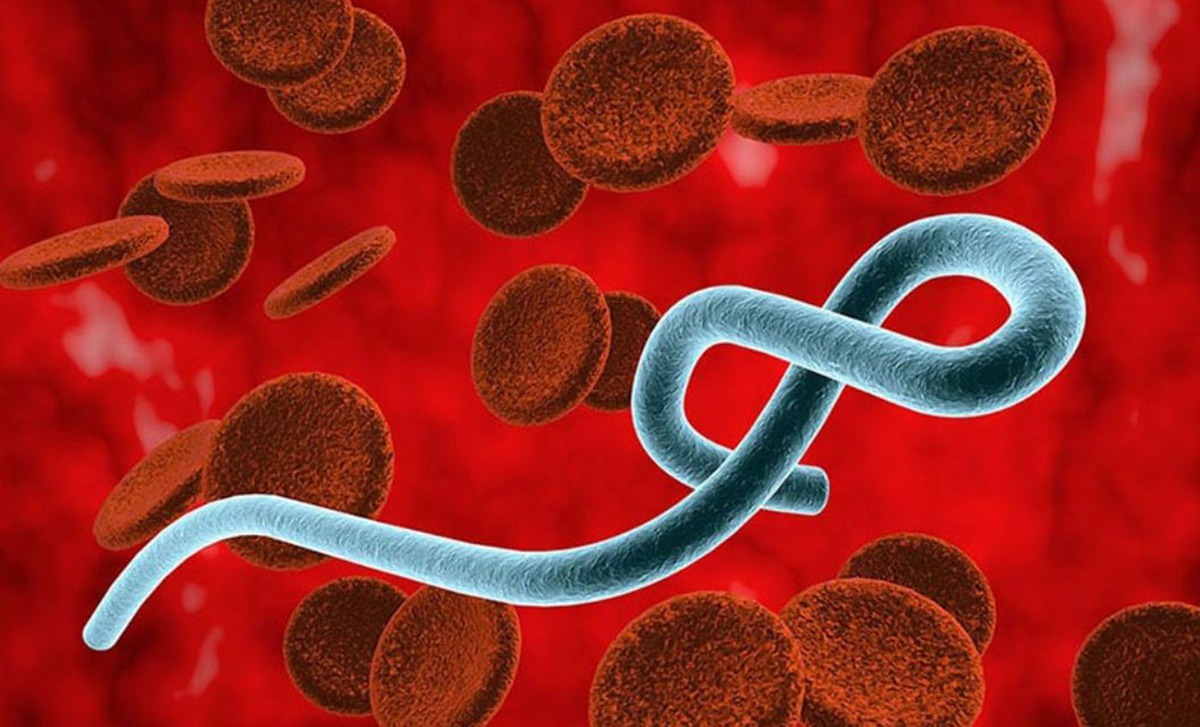 Bộ Y tế khẩn trương ứng phó dịch Ebola chủng Bundibugyo năm 2026