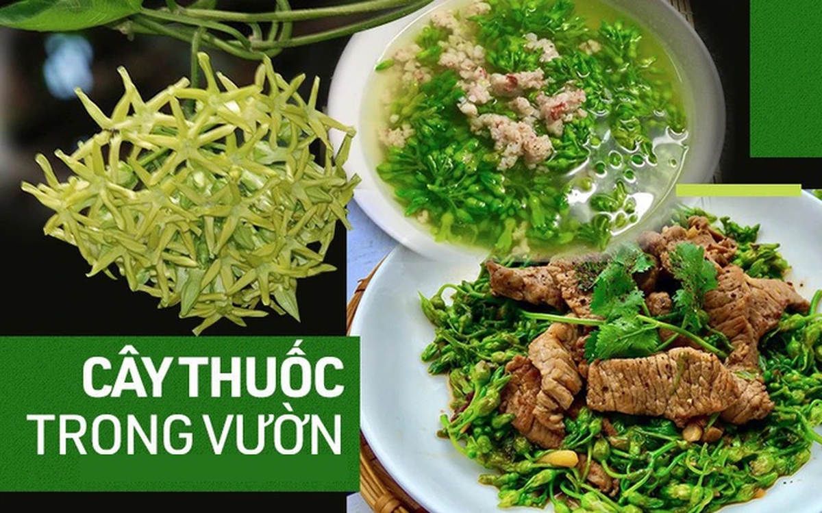 Hoa thiên lý: Thần dược tự nhiên giúp ngủ ngon và giảm đau nhức xương khớp