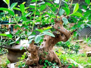 Loại quả đặc sản có ở Quảng Ninh giá 35.000 đồng/kg, trồng một lần ăn nhiều năm, vào chậu làm bonsai giúp chiêu tài