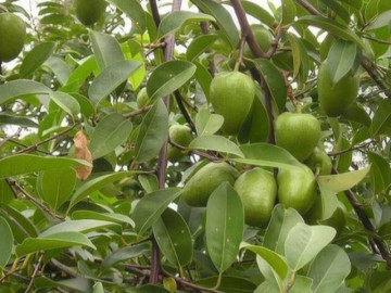 Loại quả dại xưa rụng đầy gốc giờ thành đặc sản giá 55.000 đồng/kg, lên chậu làm bonsai giúp đón lộc vào nhà