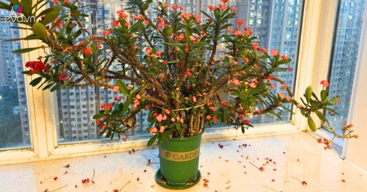 4 loại hoa người giàu thường né, người nghèo lại thích trồng: Có phải vì thế mà khó đổi vận?