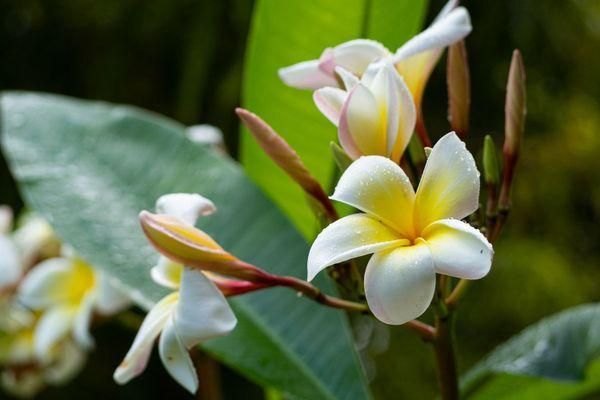 Hoa đại là loại hoa thường xuất hiện tại các đình chùa, miếu phủ hoặc các công trình tôn giáo. Đây là loại hoa gắn liền với sự linh thiêng, thanh tịnh.