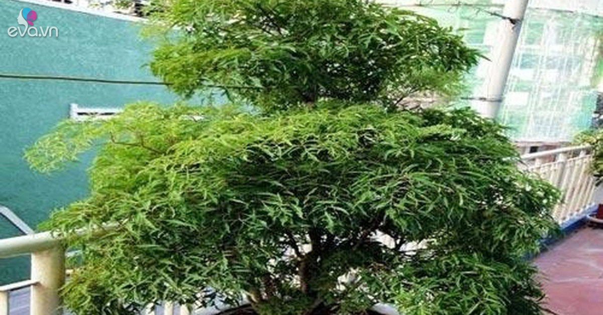 Muốn gia đạo yên ấm, tiền tài không thất thoát, đặt ngay cây đinh lăng ở vị trí này