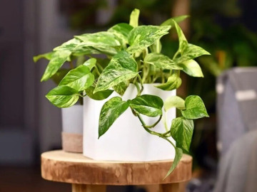 Người mệnh này cực hợp vía với cây trầu bà, trồng trong nhà tài lộc nhân đôi, tiền vào như nước