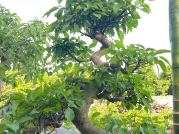 Loại lá vừa làm rau làm thuốc, giá 220.000 đồng/kg, vào chậu làm bonsai giá tiền triệu, trồng một chậu nhà không giàu cũng quý