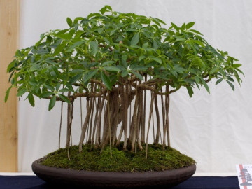 Loại lá vừa làm rau vừa làm thuốc, vào chậu làm bonsai giá tiền triệu, càng trồng lâu càng có giá, càng hút lộc mạnh